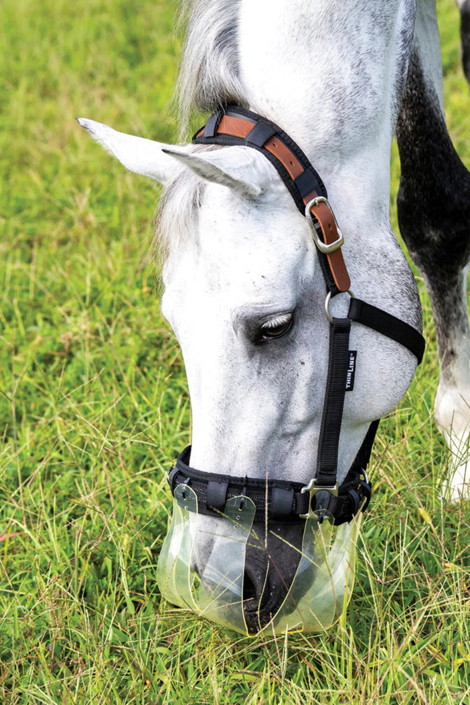 New THINLINE ® Flexible Filly Slow Feed Grazing Muzzle 2.5+cm Clear