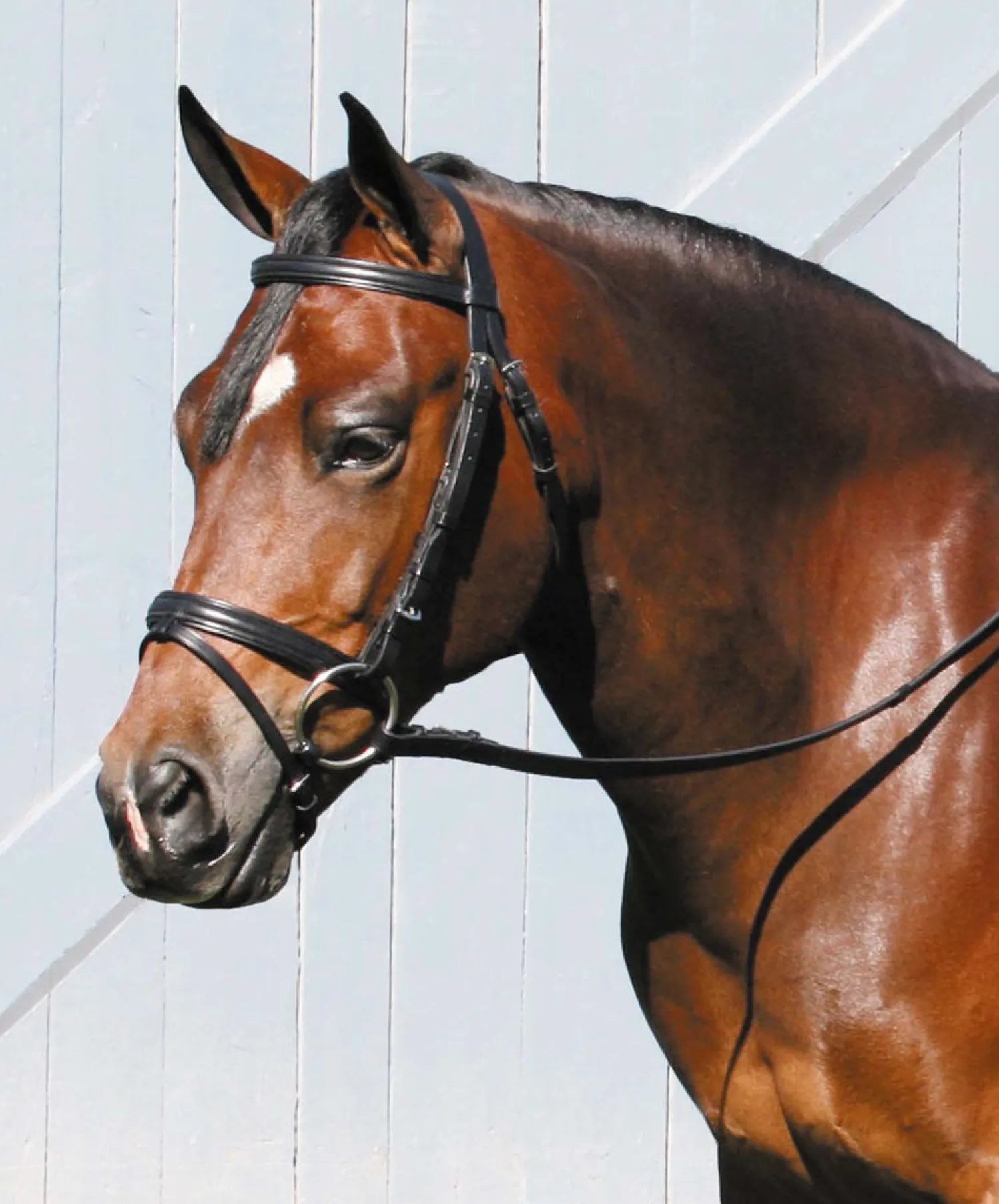 Outlet TORY LEATHER Company Deluxe Padded Dressage Bridle with Buckle Bit Ends