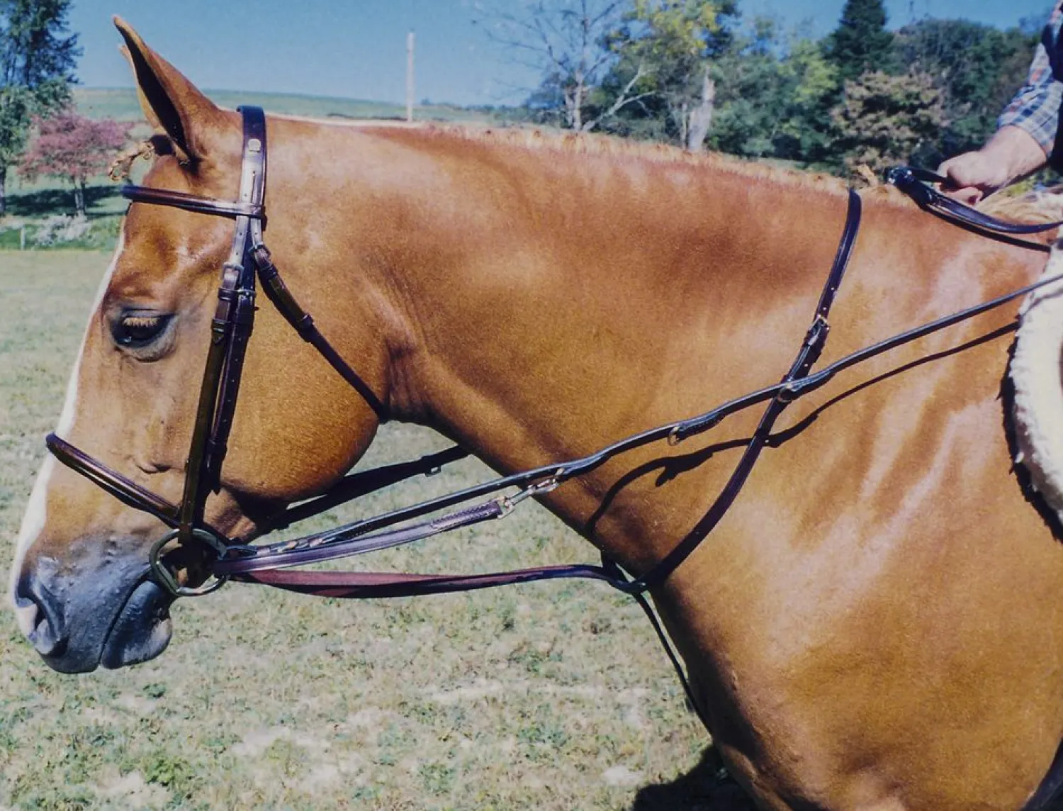 New TORY LEATHER Company German Martingale Rein Set