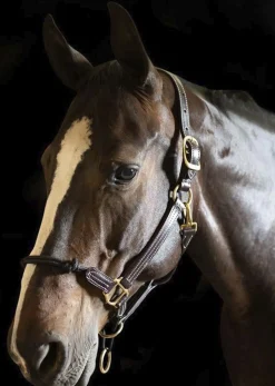 Clearance WALSH PRODUCTS Walsh™ Rope Nose British Halter Brown