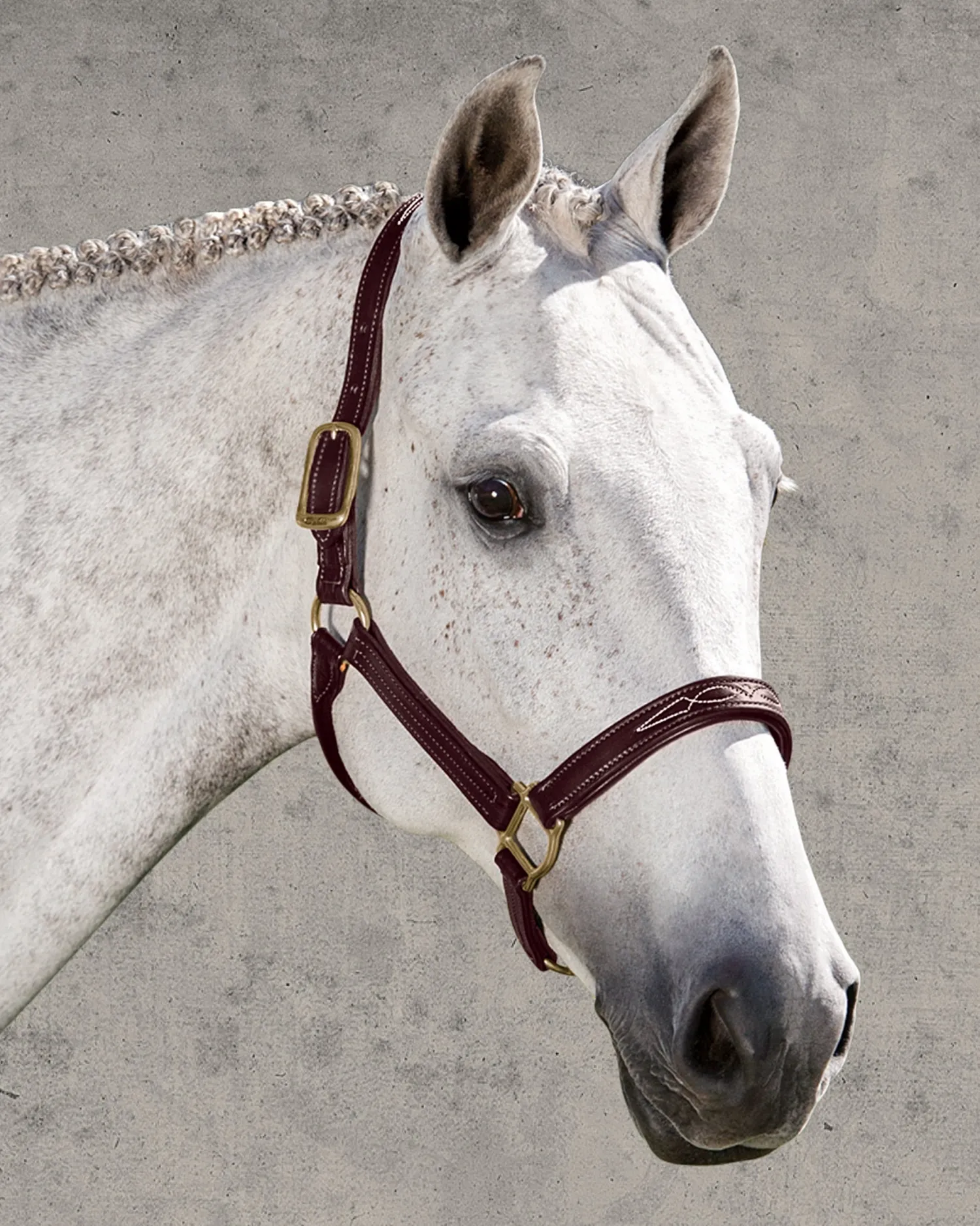 WALSH PRODUCTS Walsh™ Signature Padded Halter