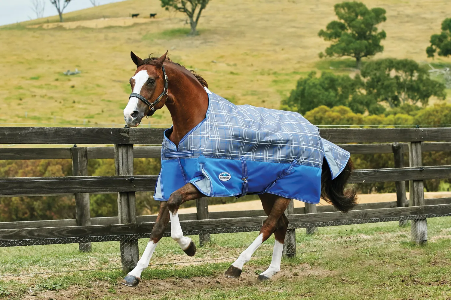 Sale WEATHERBEETA ® ComFiTec™ Free Standard Neck Medium Weight Turnout Blanket