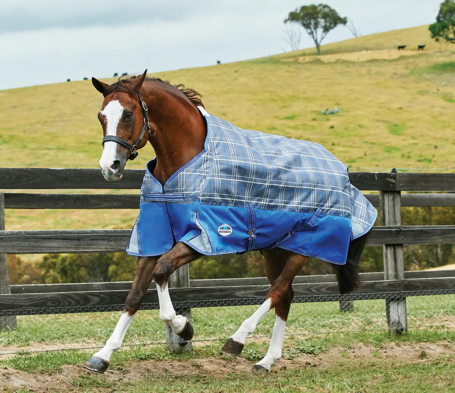 Outlet WEATHERBEETA ® Free Standard Neck Turnout Sheet