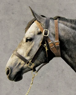 Outlet WEAVER LEATHER ® Miracle Collar®